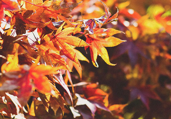 Autumnal Leaves
