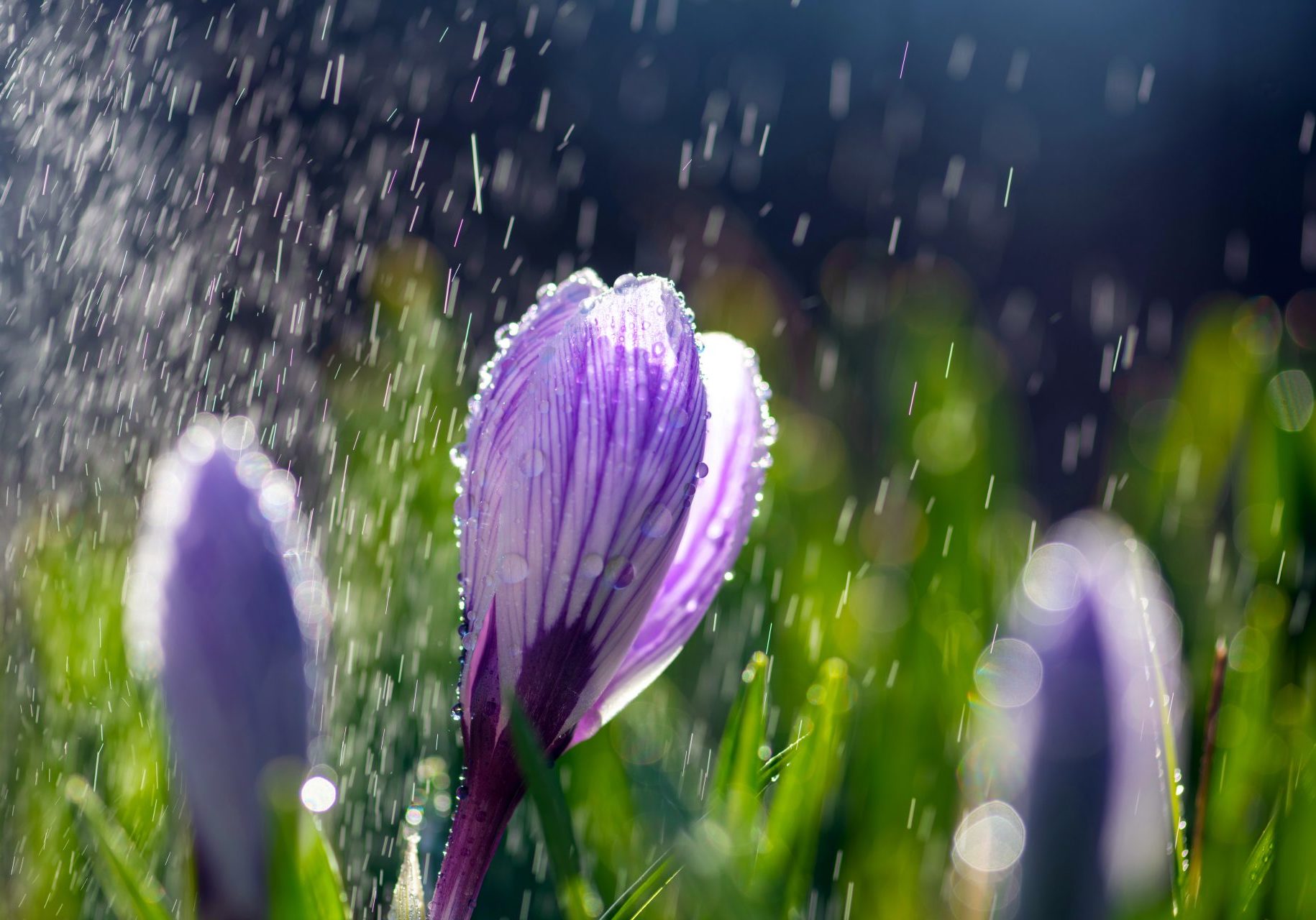 Beautiful Spring Crocus In The Spring Rain Saffro 2021 08 27 16 45 09 Utc